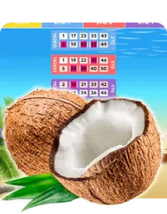 Coconut Island Bingo Review